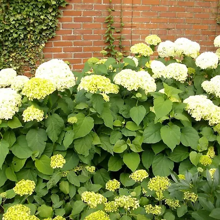 Casa de Férias Annabelle